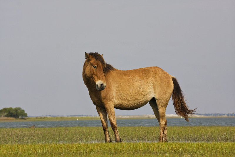 A beautiful wild mustang of Spanish decent.