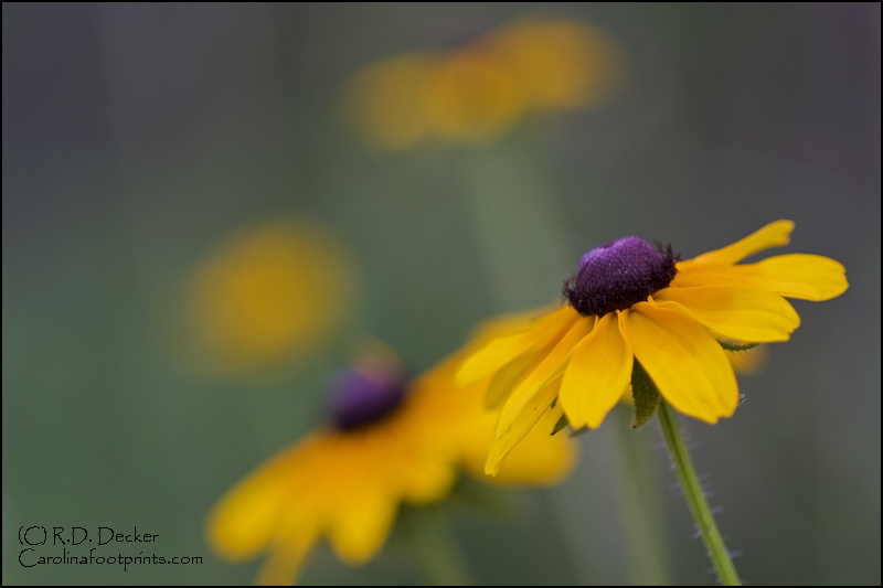 The Black-eyed Susan is a common flower in late spring.