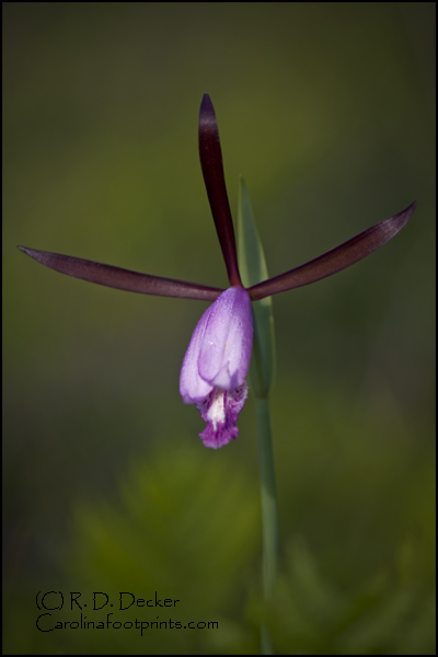 The Spreading Pogonia is a rare and exotic plant found in North Carolina. 
