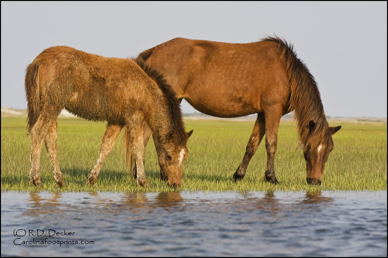 Mother and Son feed along the tidal flats.  It's a rare treat to have a colt in the Rachel Carson Estuarine Reserve herd of wild horses.