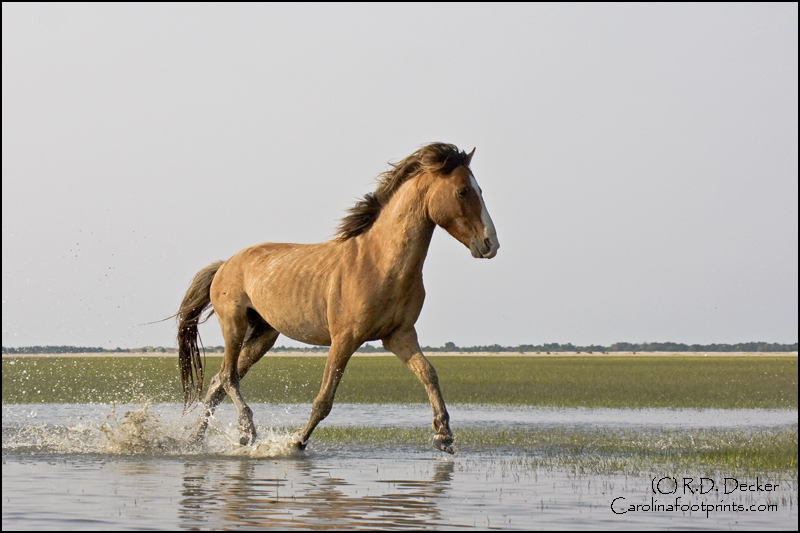 A stallion runs wild and free along the tidal flats, North Carolina coast.
