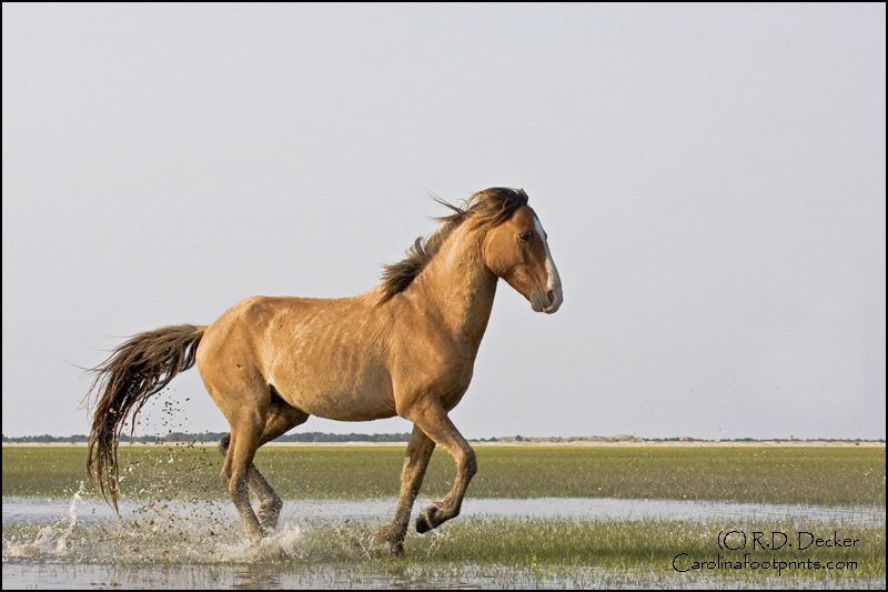 The Outer Banks is home to several herds of wild horses.
