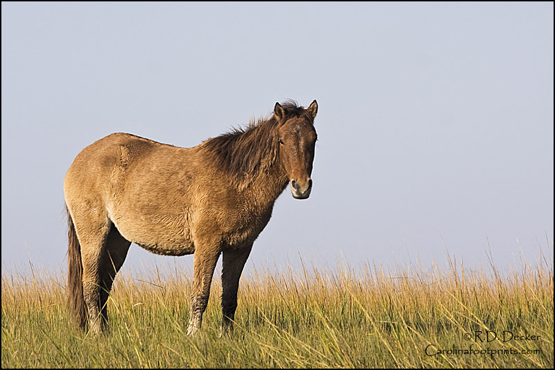 Wild horse along the North Carolina coast.