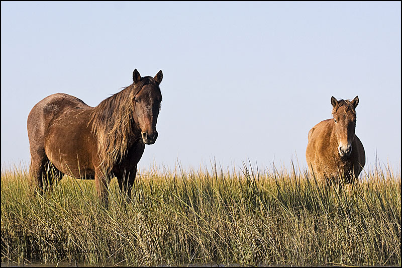 Two wild mustangs pose for a snap-shot.