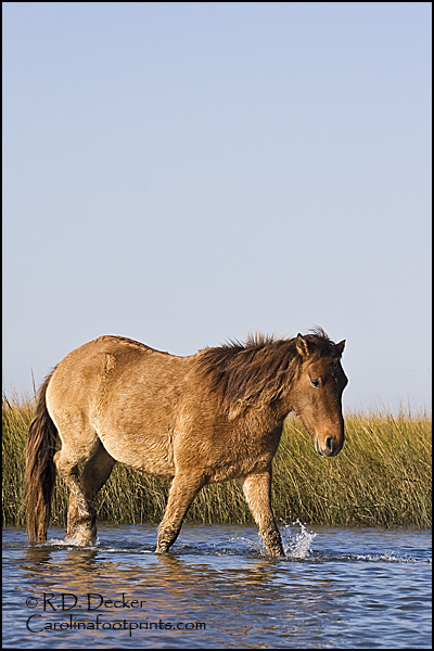 Wading wild horse along the Sothern Outer Banks.