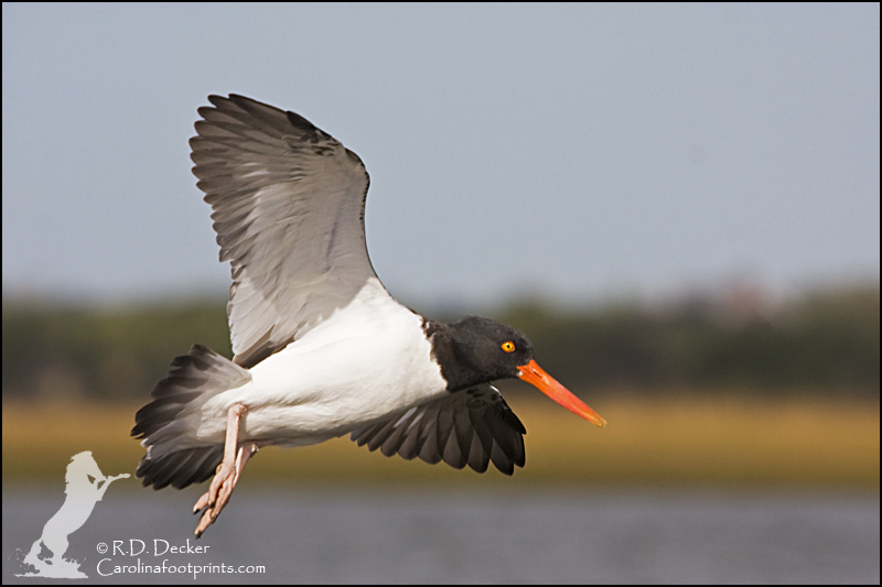American Oyster Catcher comes in for a landing.