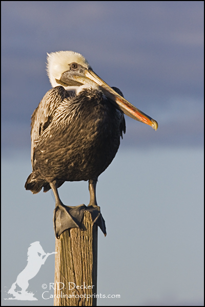 A Brown Pelican rests on a piling along the Carolina coast.