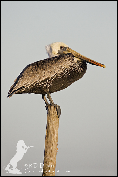 A Brown Pelican, Rachel Carson Estuarine Reserve.