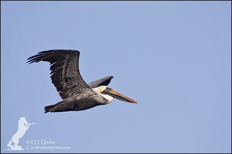 Brown Pelican in flight.