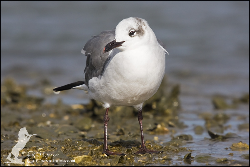A Laughing Gull sits on an oyster reef.
