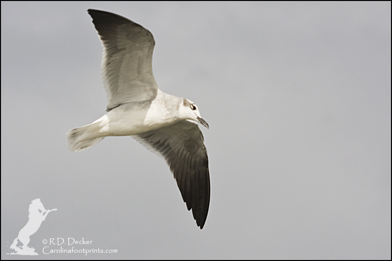 A seagull soars above the Crystal Coast.