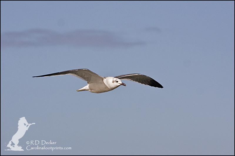 Laughing Gull flies over Back Sound near Beaufort, NC.
