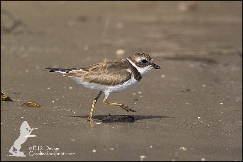 A Semipalmated Plover explores a sandy area in search of a meal.