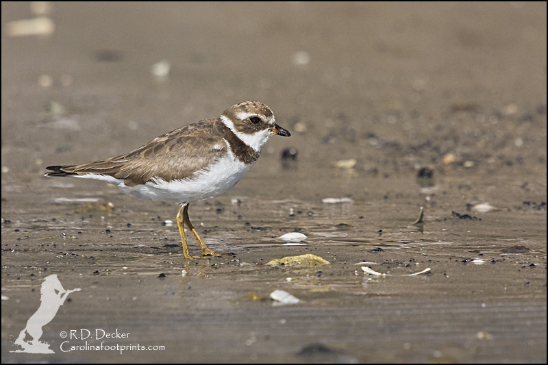 Semipalmated Plover.
