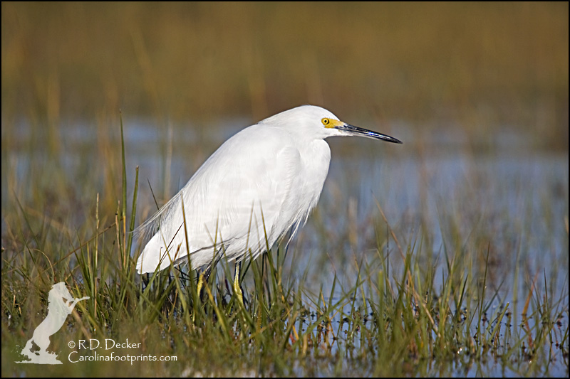 Snowy Egrets are a common bird around the Carolina coast.