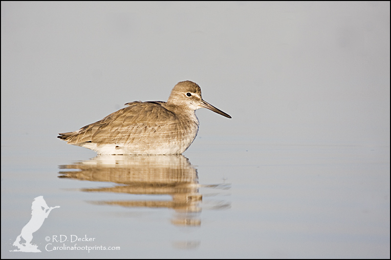 A Willet wades near the shore at high tide.