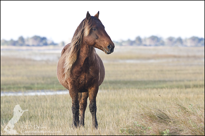 A wild horse stands on the tidal flats in the Rachel Carson Estuarine Reserve.