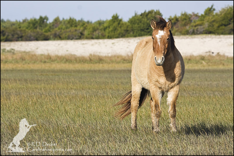 Wild mustang on the tidal flats.