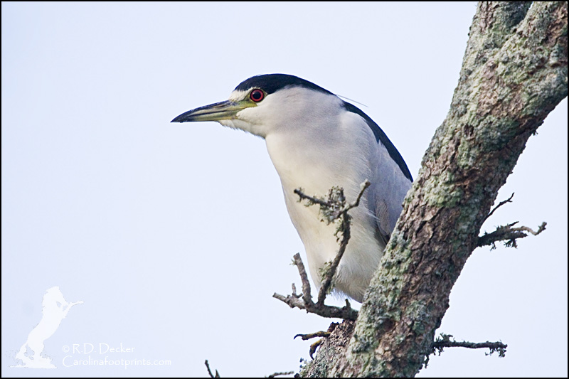 An adult Black Crowned Night Heron in the open... a somewhat rare sight.