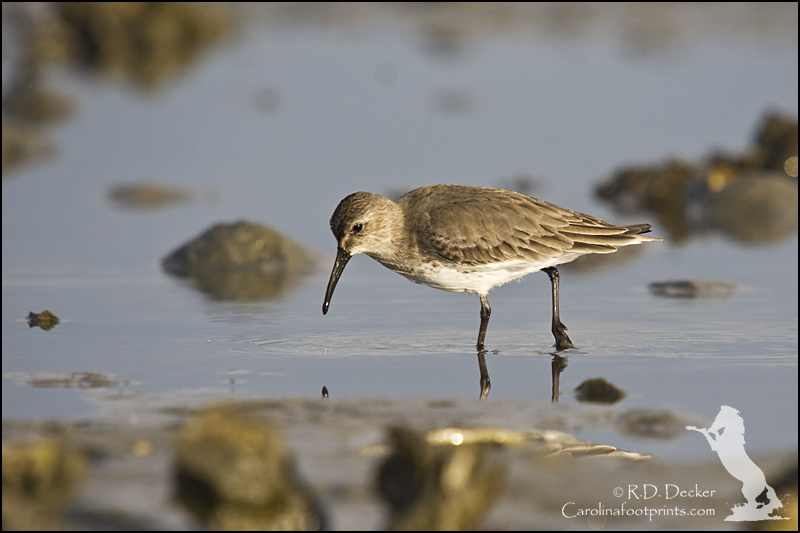 A Dunlin looks for a meal in an oyster bed at low tide.