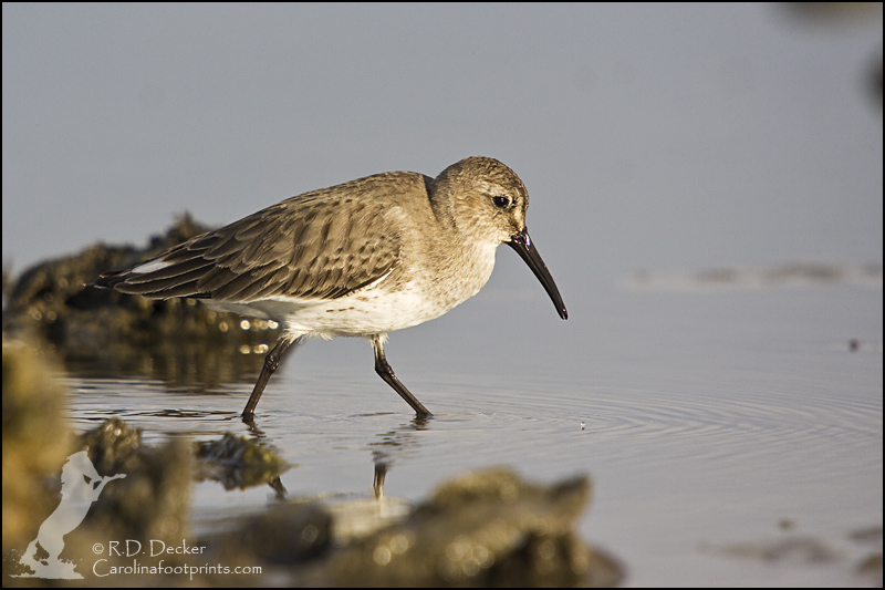 A Dunlin searches for breakfast along the Outer Banks.