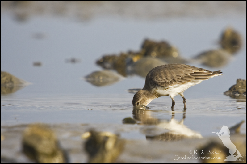 A Dunlin probing the water for a tastey tid-bit.