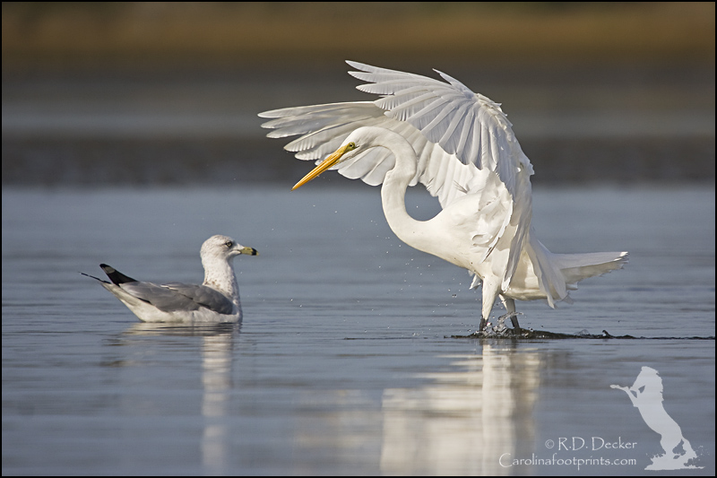 A Great Egret fishes as a Ring Bill Gull looks on.