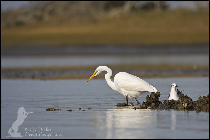 Great Egret on an oyster reef in the Rachel Carson Estuarine Reserve.