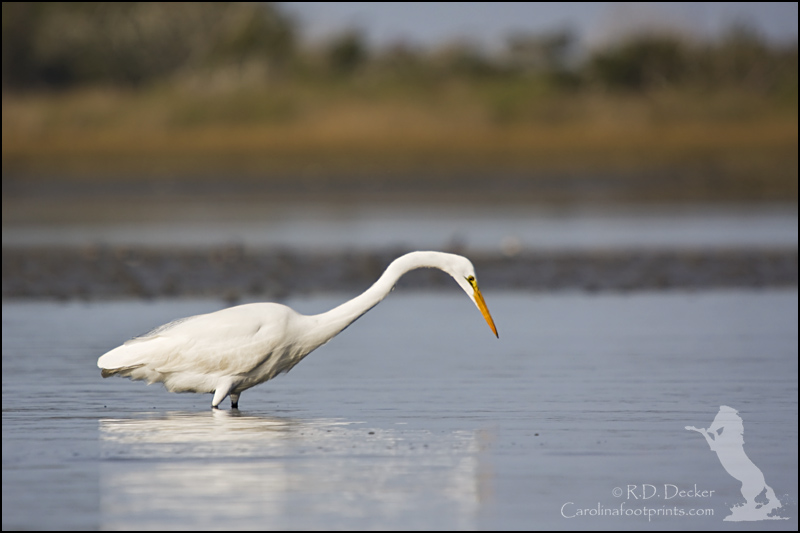 Great Egret fishing at low tide.