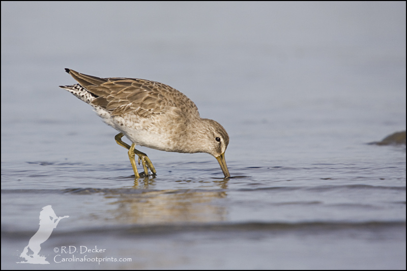 A Short Billed Dowitcher looks for a meal in the Rachel Carson Estuarine Reserve.