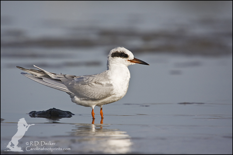 A Forster's Tern rests on an exposed oyster bed along North Carolina's Crystal Coast.