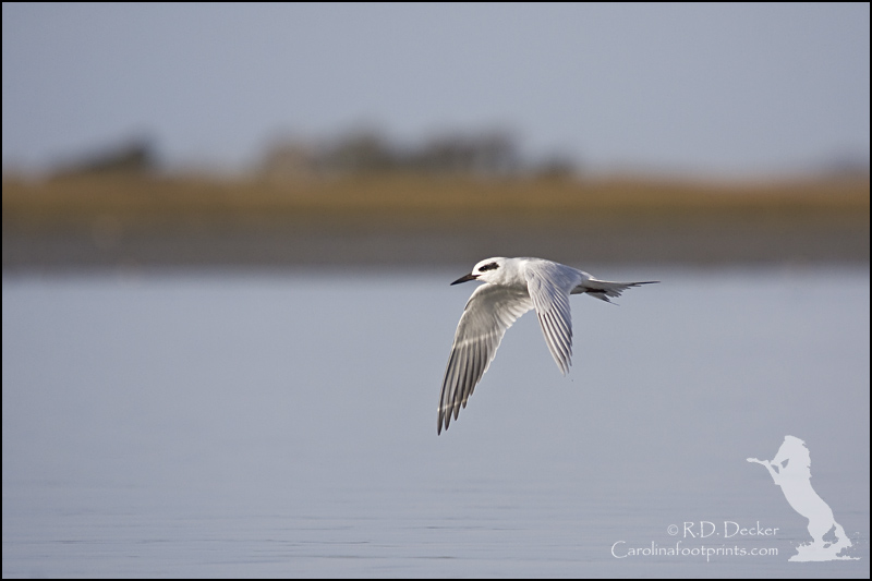 These fast flying little terns can be a challenge to photograph in flight.