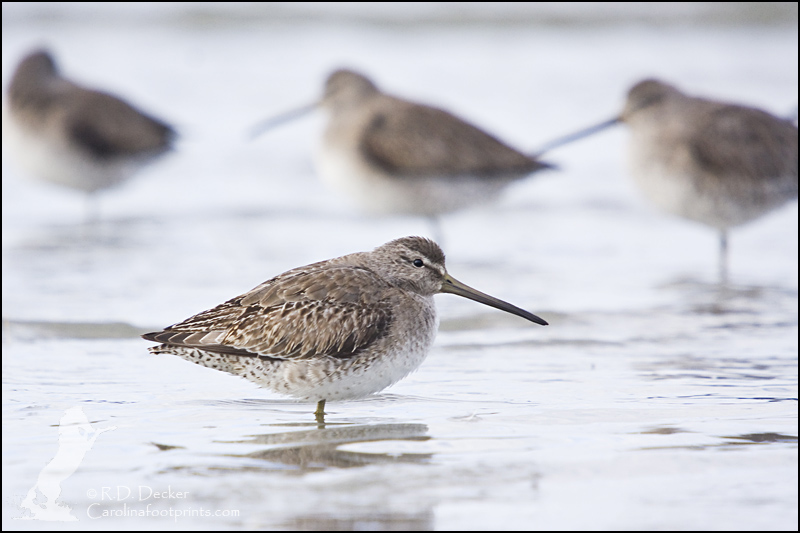 A Short Billed Dowitcher shares a shrinking patch of sand with a variety of other shorebirds.