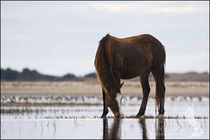 A wild horse feeds on the tidal flats along North Carolina's Crystal Coast.