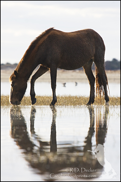 The Rachel Carson Estuarine Reserve has a small herd of wild horses.