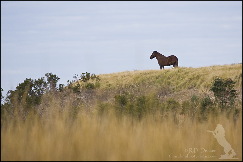A wild horse looks out over Back Sound from atop a large sand dune.