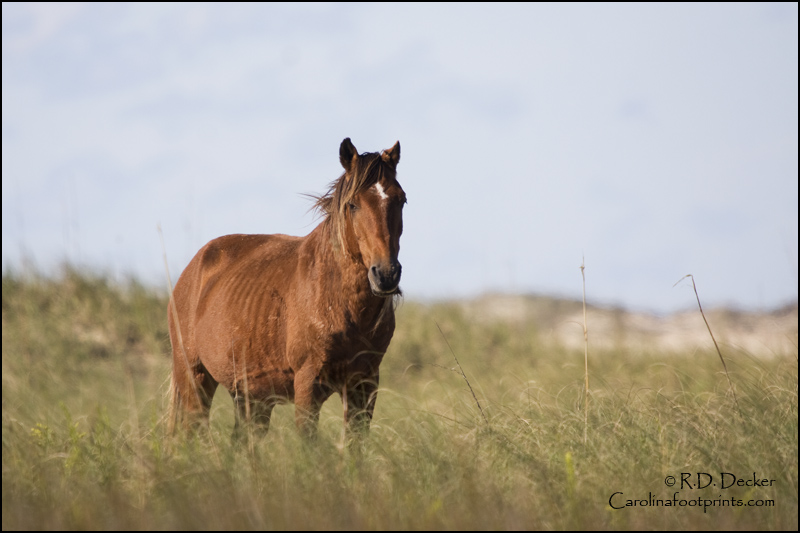 Barrier island Shackleford Banks is home to a herd of wild Spanish mustangs.