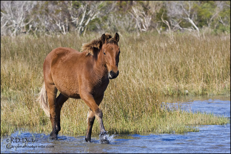 A young mustang crosses a tidal creek on Shackleford Banks.