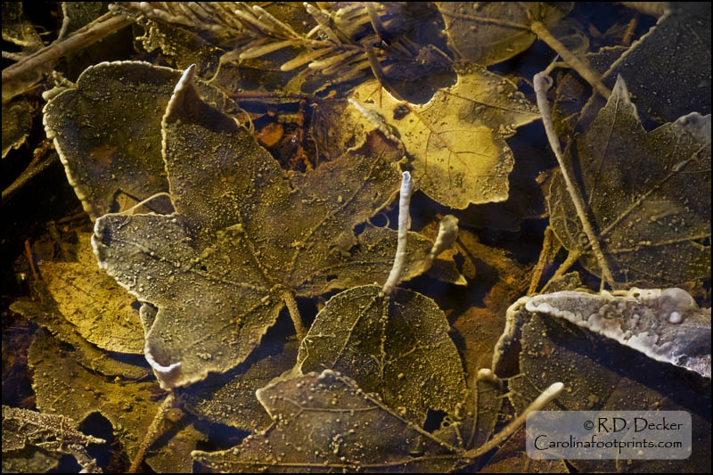 Dead leaves can be an interesting subject for macro photographers.