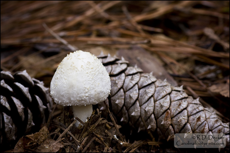 Wild mushroom and pine cones.