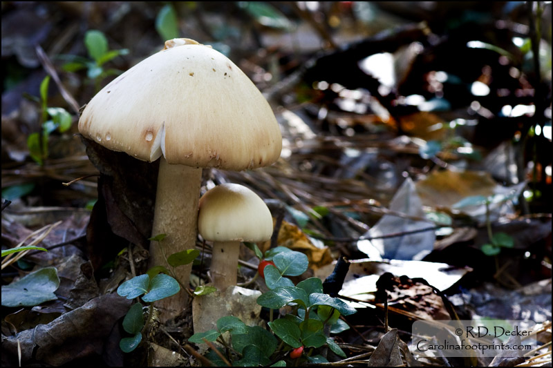This photo is kind of fun as it looks like the larger mushroom is sheltering the smaller one.
