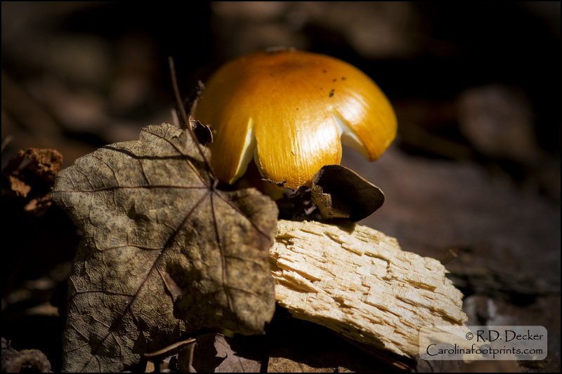 A mushroom peeks out from beneath the leaves.