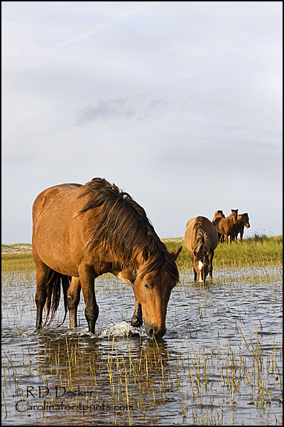 Wild horses along the Carolina coast.