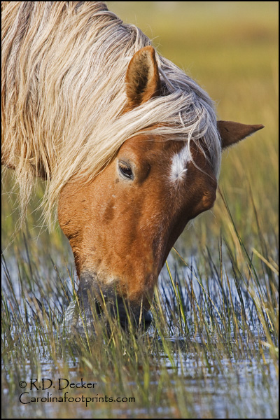 Wild horse feeding on marsh grass.