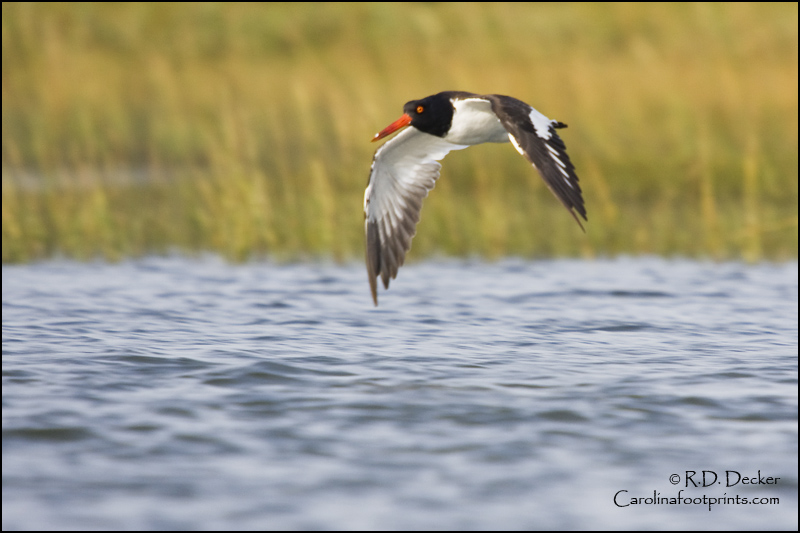 An Oyster Catcher on Taylor's Creek across from Beafort, NC.