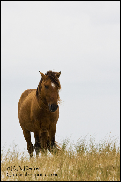 Wild horse of the outer banks.