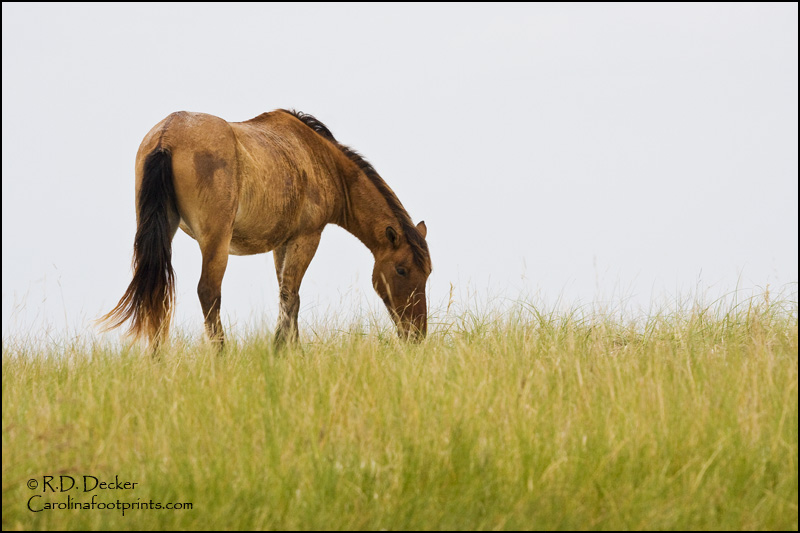 A stallion stands guard over his mares atop a dune along the North Carolina coast.