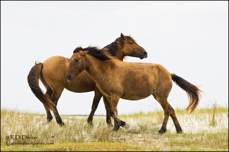 A stallion and mare get frisky in the Rachel Carson Estuarine Reserve along North Carolina's Crystal Coast.