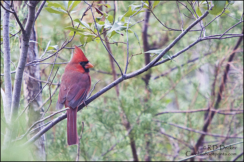 A Cardinal along the Tideland Trail, Cedar Point, NC.