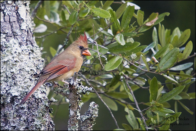 Female Cardinal.